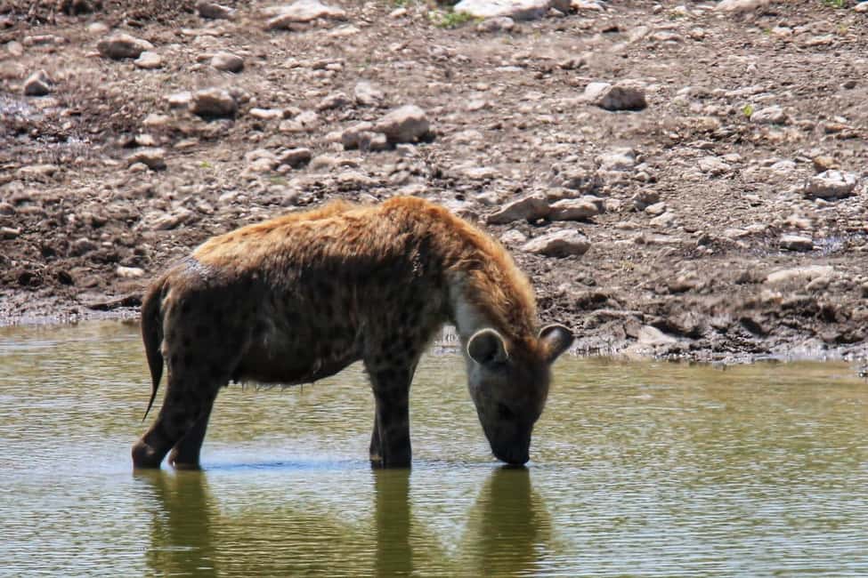 image n.17 of Etosha National Park: Full or Half-Day Game Drive activity in Oshikoto Region, uploaded by supplier