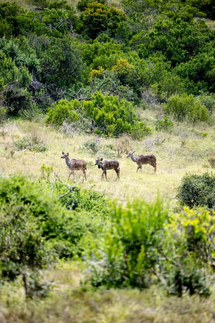 image n.45 of Addo Elephant National Park All Inclusive Full-Day Safari activity in Eastern Cape, uploaded by supplier