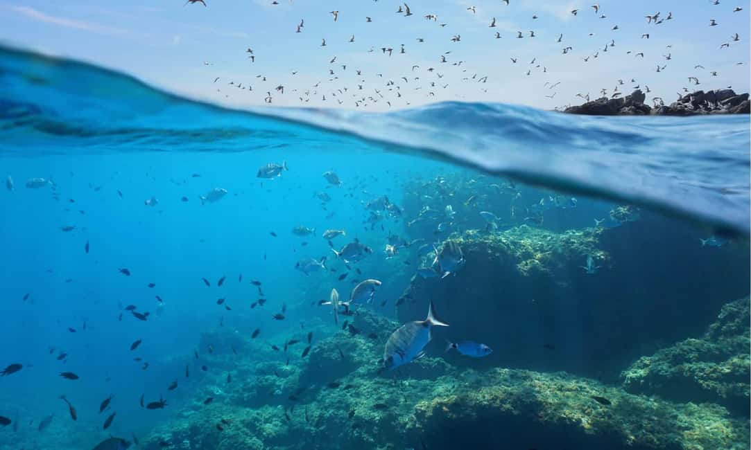 image n.10 of Sithonia: Scuba Diving Experience for Beginners activity in Nikiti, uploaded by supplier