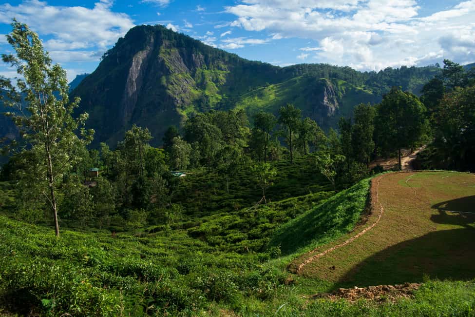 Image N°26 de Ella : visite de la fabrique de thé, du train et de l'arche des Neufs avec prise en charge activité à Badulla, publiée par le prestataire