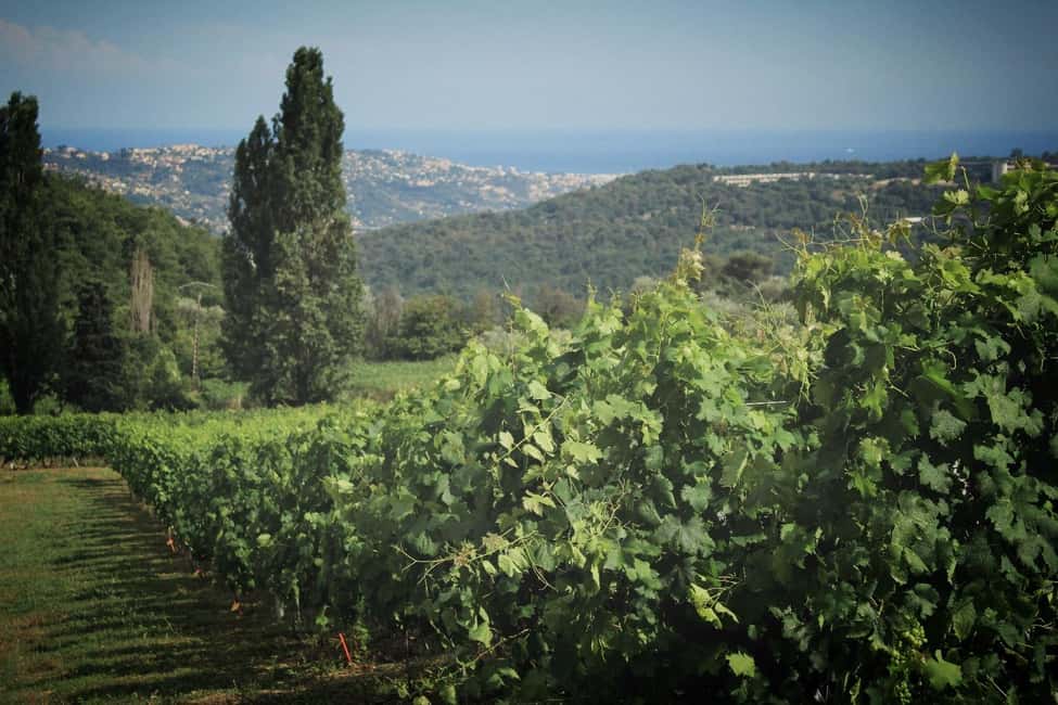 image n.9 of Grasse, Gourdon and local wine tasting activity in Grasse, uploaded by supplier