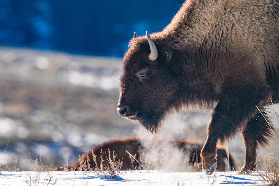 image n.1 of Yellowstone National Park: 3 Day Wildlife Photography Tour activity in Wyoming, uploaded by supplier