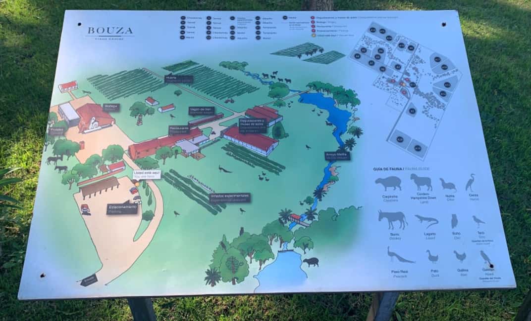 imagem n.5 de Bouza - Visita, degustação e transporte atividade em Departamento de Montevidéu, carregada pelo fornecedor