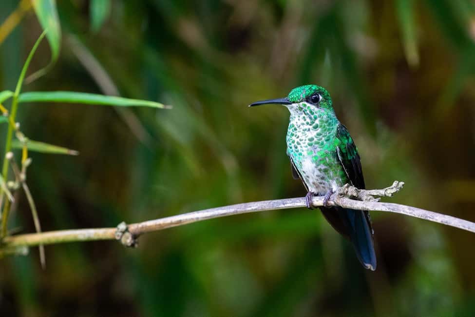 image n.49 of Carara National Park: Best Tour Carara National Park-One Day activity in Puntarenas Province, uploaded by supplier