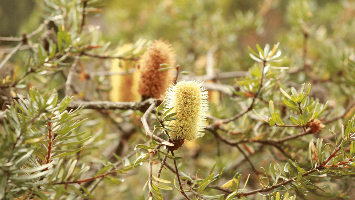image n.6 of From Hobart: Mt Wellington Pinnacle 2 Hour Small Group Tour activity in Tasmania, uploaded by supplier