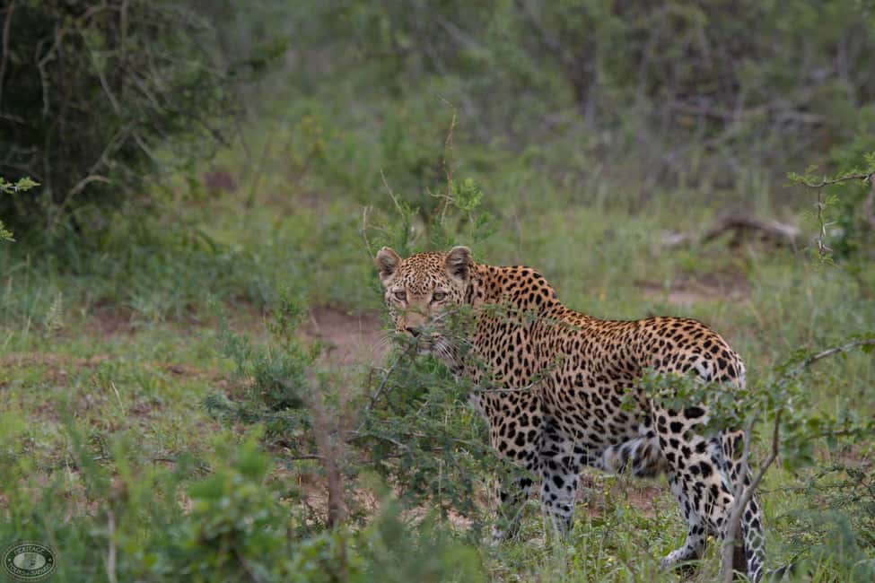image n.3 of Durban:3 Day Hluhluwe-Imfolozi Park, St Lucia, iSimangaliso activity in Hlabisa, uploaded by supplier