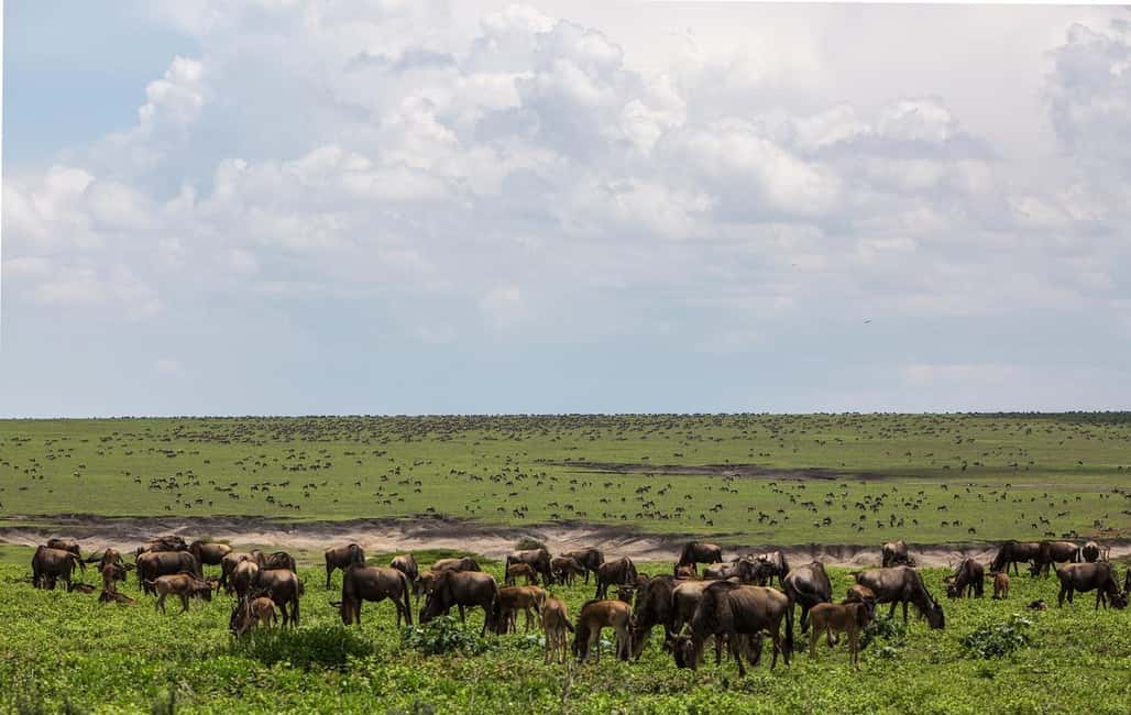Image N°16 de Arusha : Safari en camping de plusieurs jours au Serengeti et au Ngorongoro activité à Région d'Arusha, publiée par le prestataire