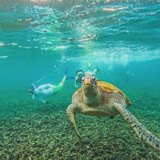 image n.12 of Ko Tao: Tao-Nangyuan Snorkeling Day Trip with Meals & Sunset activity in Ko Tao, uploaded by supplier