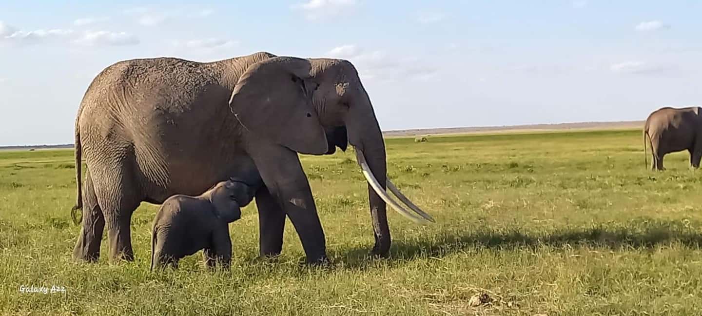 image n.2 of DAY TRIP AMBOSELI NATIONAL PARK FROM NAIROBI BUDGET SAFARI. activity in Central Kenya, uploaded by supplier