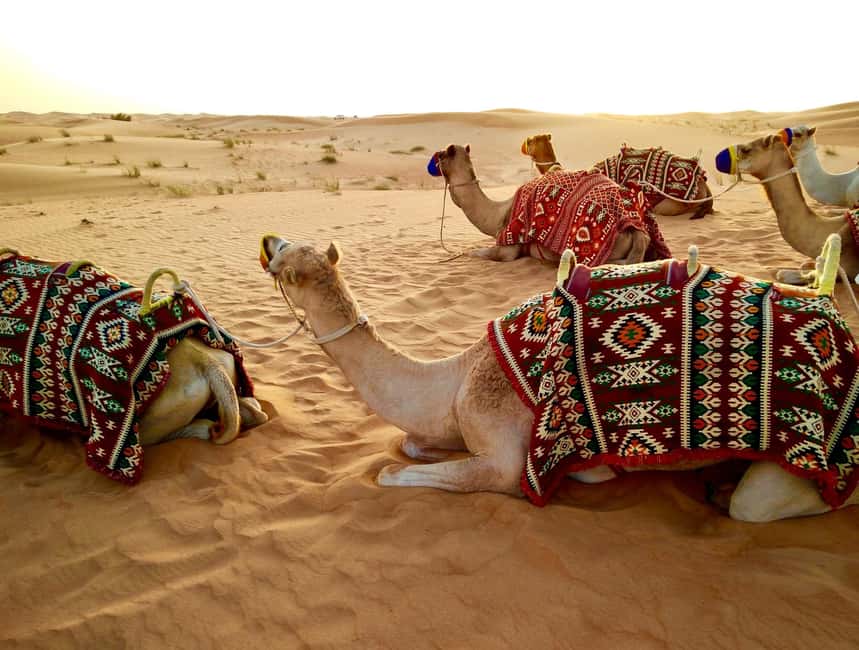 image n.11 of Desert Safari, QuadBike,Dune buggy, Sandboarding & CamelRide activity in Qatar, uploaded by supplier