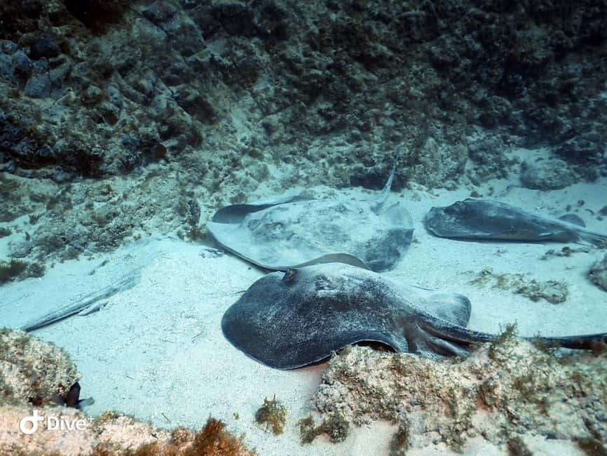 billede nr.7 af aktiviteten Tenerife: Dykkeroplevelse for begyndere i skildpaddeområdet i Costa Adeje, uploadet af udbyder