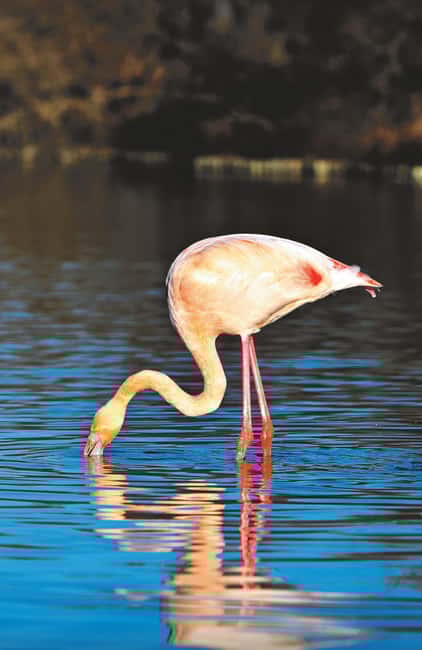 image n.5 of Safari 4x4 in Camargue / VIP Tour 3h30 / Grau du Roi activity in South of France, uploaded by supplier