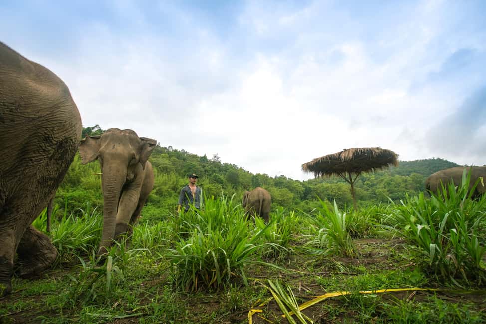 image n.30 of Chiang Mai: Small Group Ethical Elephant Sanctuary Tour activity in Chiang Mai, uploaded by supplier