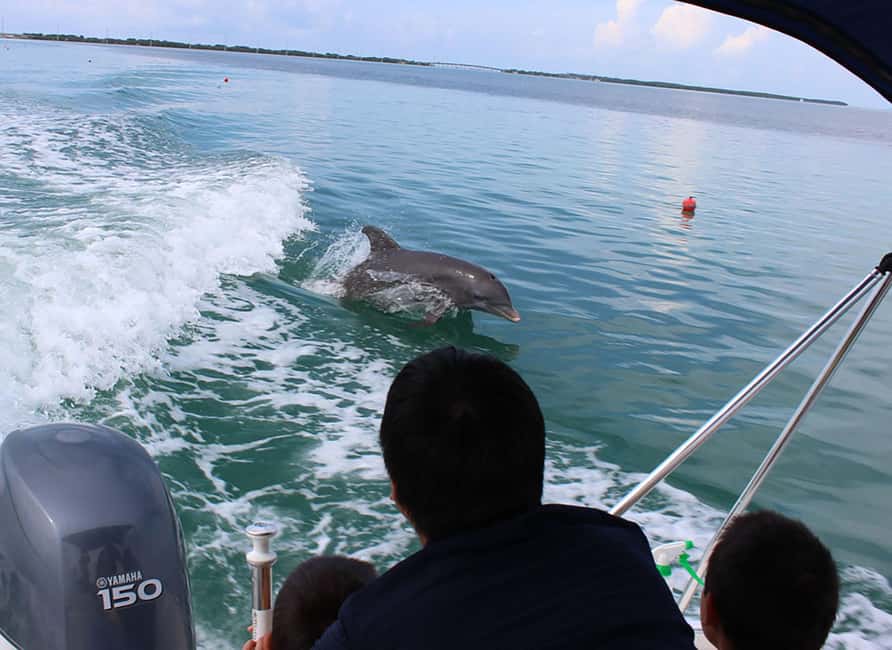 imagen n.º 2 de Eco-Tour Privado de 2 Horas actividad en Islamorada, subida por el proveedor