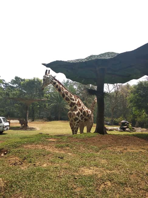 image n.11 of Jakarta : Taman Safari, Panda Palace, and Waterfall activity in Bogor, uploaded by supplier