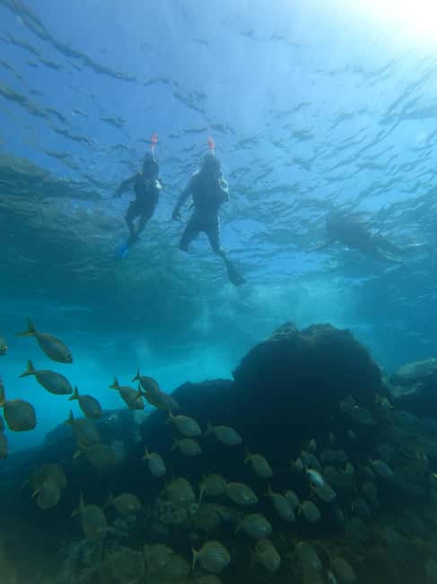 image n.50 of Tenerife: Kayak & Snorkel with Turtles & Dolphins w/Photos activity in Los Cristianos, uploaded by supplier