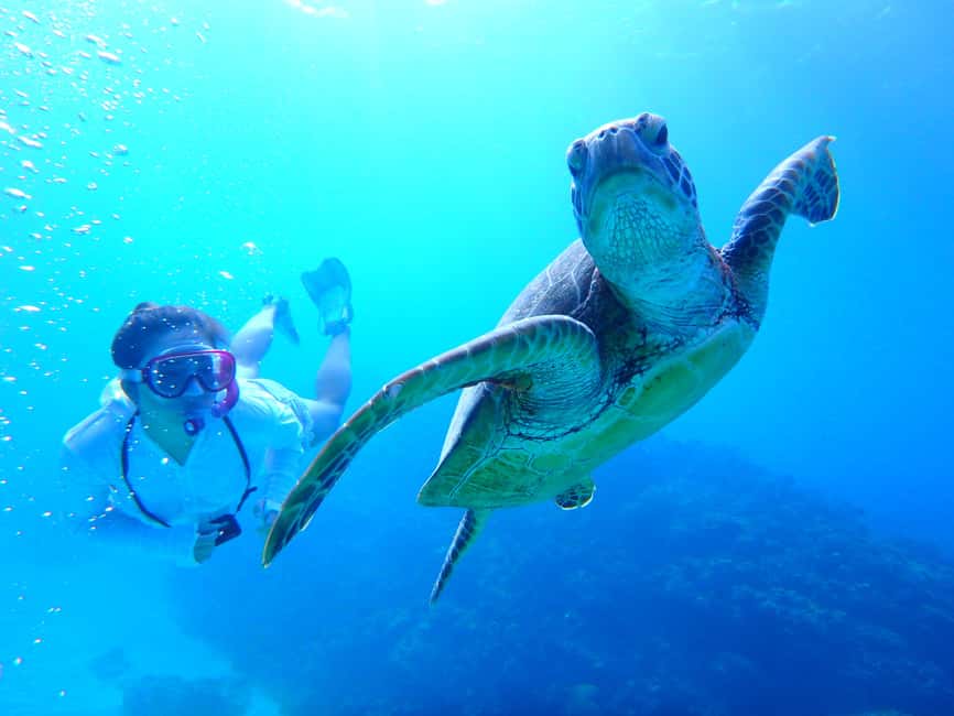 image n.1 of Okinawa : Kerama Whole Day Snorkeling Tour From Chatan activity in Okinawa, uploaded by supplier