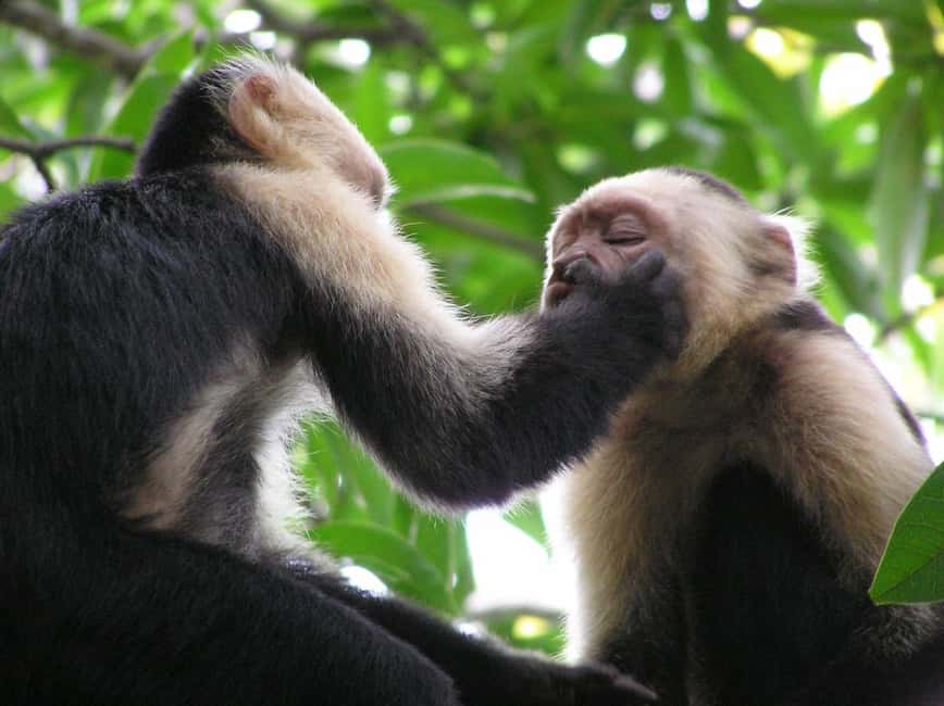 image n.38 of Carara National Park: Best Tour Carara National Park-One Day activity in Puntarenas Province, uploaded by supplier