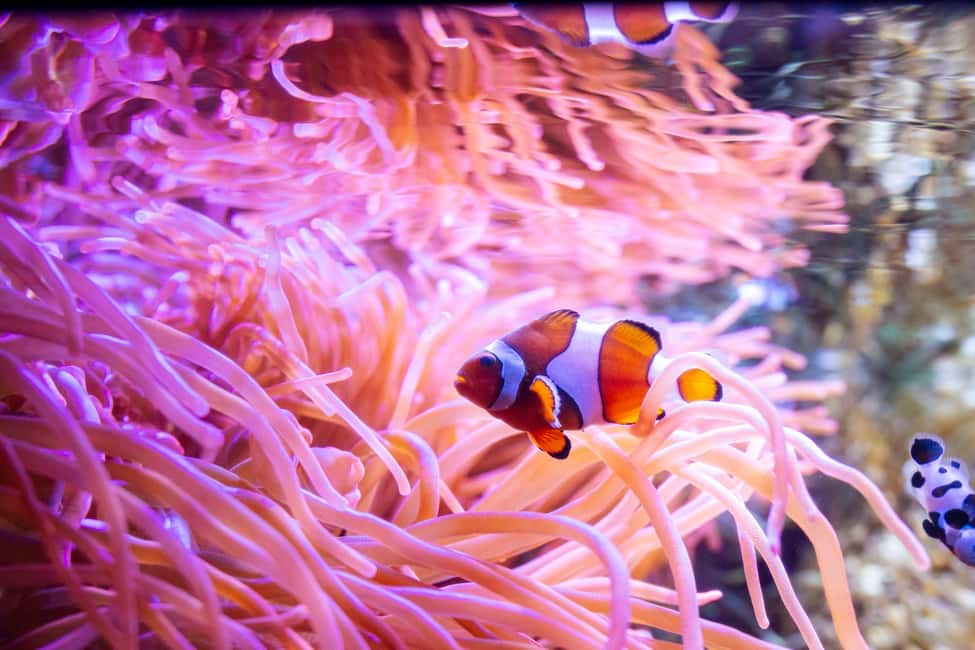 Bild Nr. 6 von Das Florida Aquarium Ticket Aktivität in Tampa, hochgeladen vom Anbieter