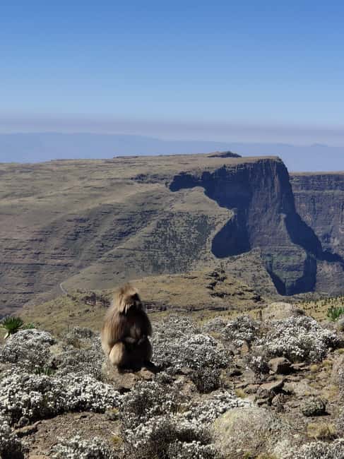 image n.37 of From Gondar: 2-Day Simien Mountains Trekking Tour activity in Gondar, uploaded by supplier