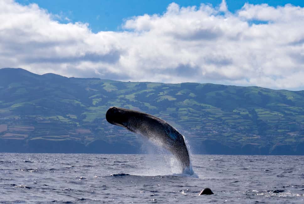 image n.2 of Rabo de Peixe: Sperm Whale Sanctuary Expedition activity in Ribeira Grande, uploaded by supplier