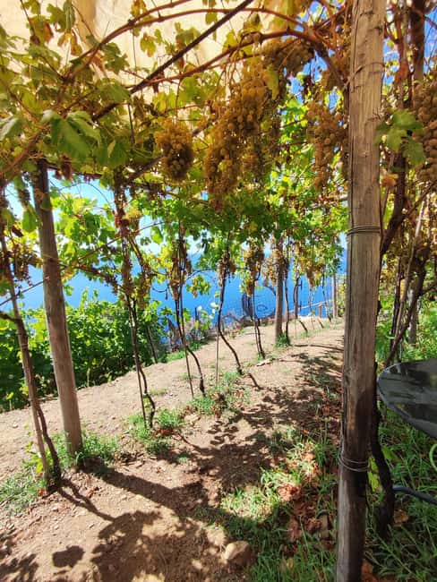 image n.1 of Volastra: BarCa Wine Tasting in Cinque Terre and Pesto Class activity in Volastra, uploaded by supplier