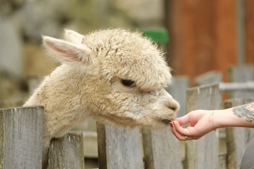 imagen n.º 11 de Seúl: Excursión de un día a Gangwon-do con el Mundo de la Alpaca y la Isla de Nami actividad en Gapyeong-gun, subida por el proveedor