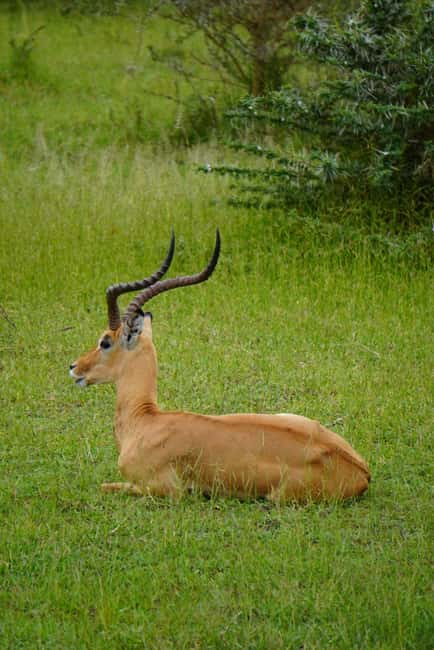 image n.58 of From Zanzibar: Day Selous Game Reserve Safari with Flights activity in Morogoro Region, uploaded by supplier