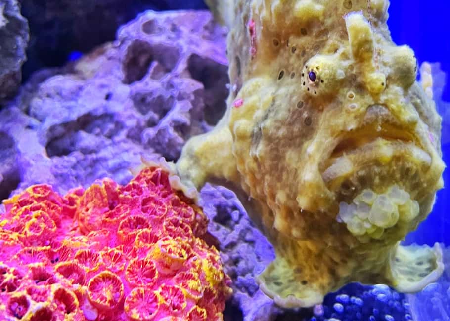 Bild Nr. 18 von Das Florida Aquarium Ticket Aktivität in Tampa, hochgeladen vom Anbieter
