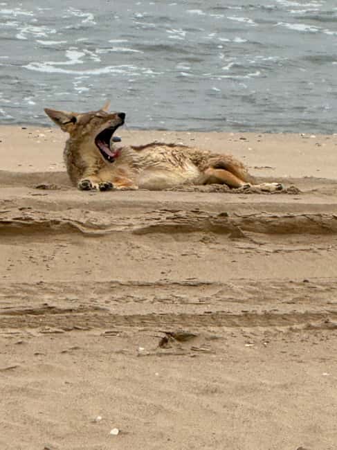 image n.59 of Walvisbay: Sandwich Harbour 4x4 Tour-Unparalleled Experience activity in Erongo, uploaded by supplier