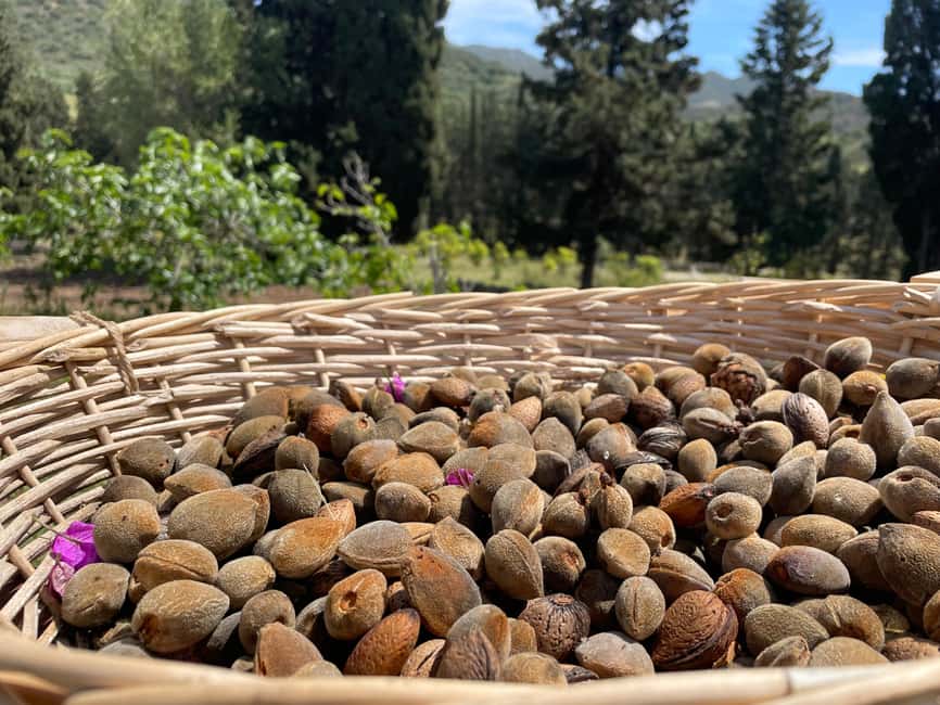 image n.1 of Near Cagliari: Almond Blossom Magic at "In Our Garden" (new) activity in Quartu Sant'Elena, uploaded by supplier