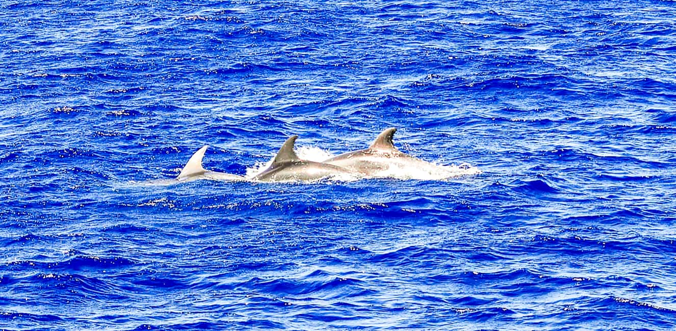 bild nr.9 av Mallorca: Kryssning med delfinskådning aktivitet i Calvià, uppladdad av arrangören