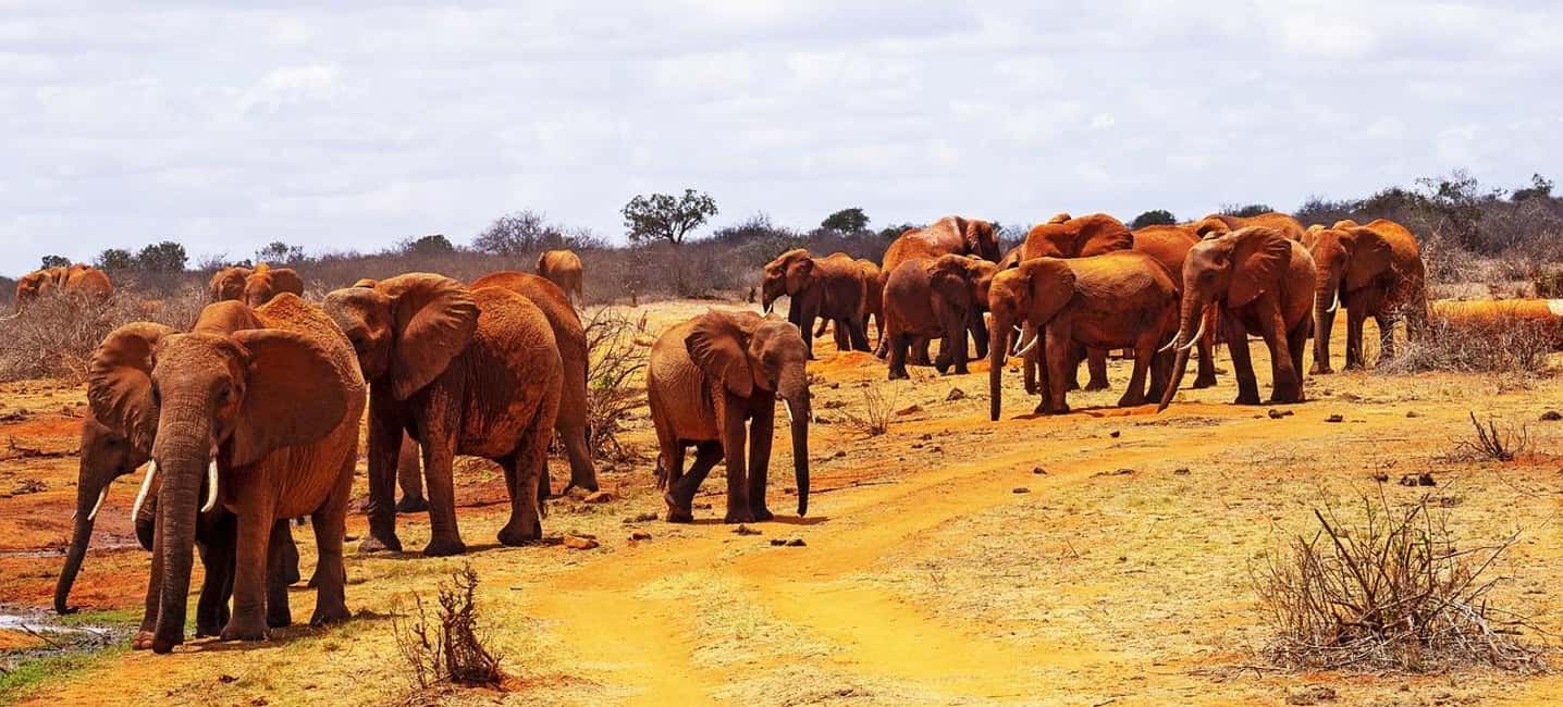 image n.11 of Mombasa: 3-Days 2-Nights Tsavo East and West Private Safari. activity in Coast Province, uploaded by supplier