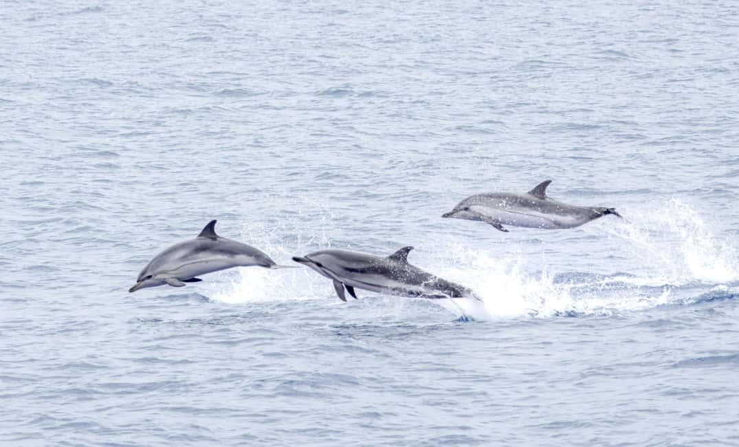 image n.6 of São Miguel: Whale-Watching Cruise with Marine Biologist activity in Ponta Delgada, uploaded by supplier