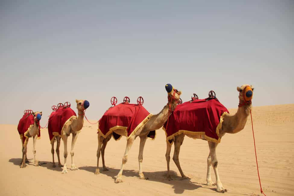 image n.1 of Dubai: Bedouin Camp, Dune Safari, Falcon Show & BBQ Dinner activity in Dubai, uploaded by supplier