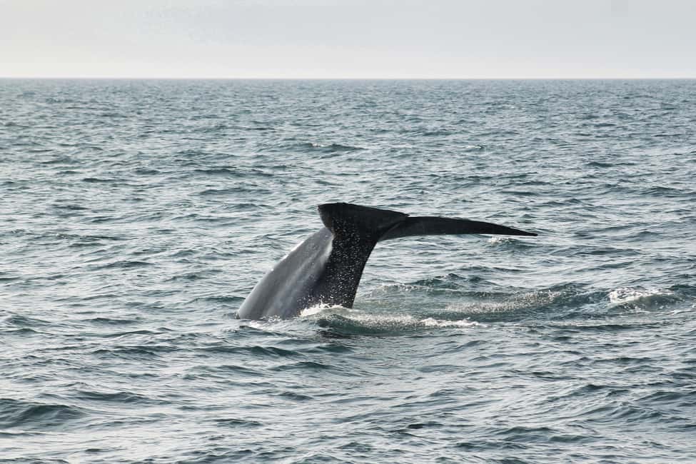 imagen n.º 16 de Húsavík: Excursión familiar y guiada de avistamiento de ballenas actividad en Norðurland Eystra, subida por el proveedor