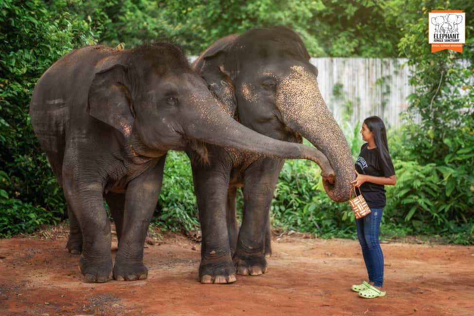billede nr.9 af aktiviteten Phuket: Oplevelse af etisk fodring i Elephant Jungle Sanctuary i Kathu, Phuket, uploadet af udbyder