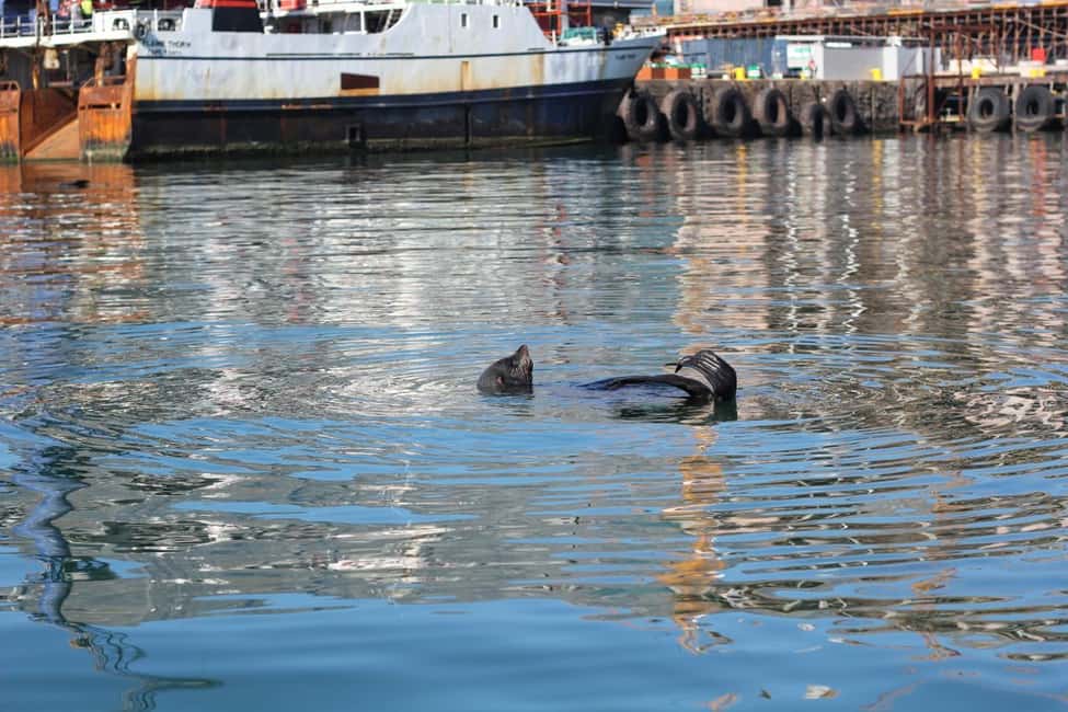 imagem n.12 de Cidade do Cabo: Cruzeiro de 30 minutos no porto para observação de focas atividade em Cidade do Cabo, carregada pelo fornecedor