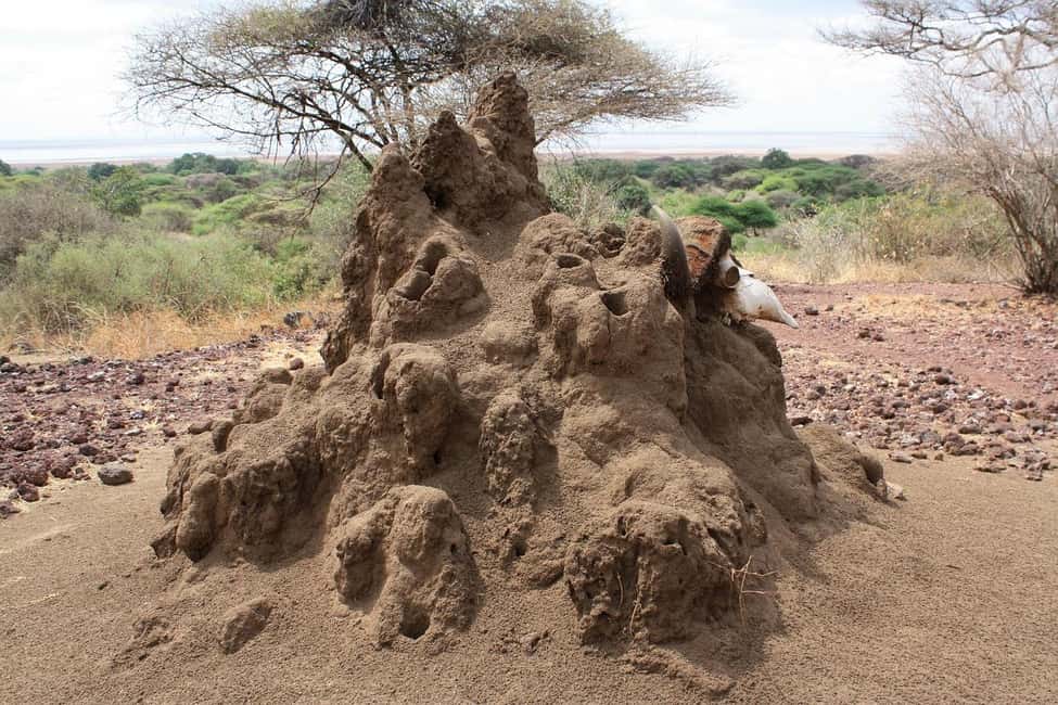 Image N°22 de Arusha : Safari en camping de plusieurs jours au Serengeti et au Ngorongoro activité à Région d'Arusha, publiée par le prestataire