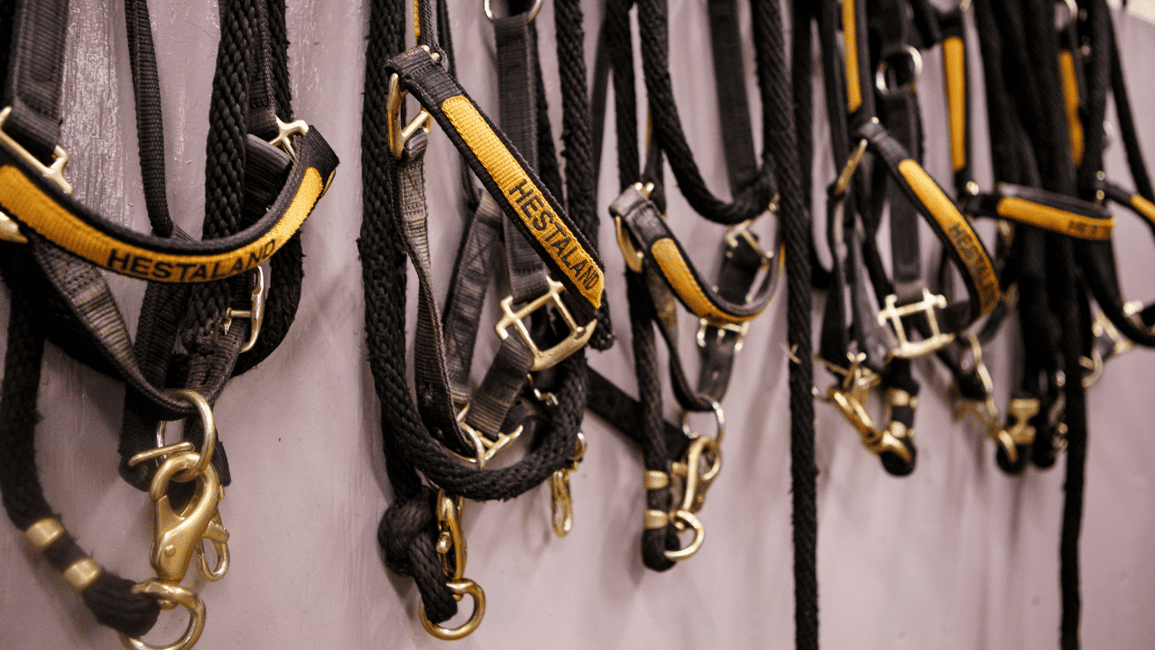 image n.2 of Borgarnes: Horseback Riding Tour with Prep Lesson activity in Western Region, Iceland, uploaded by supplier