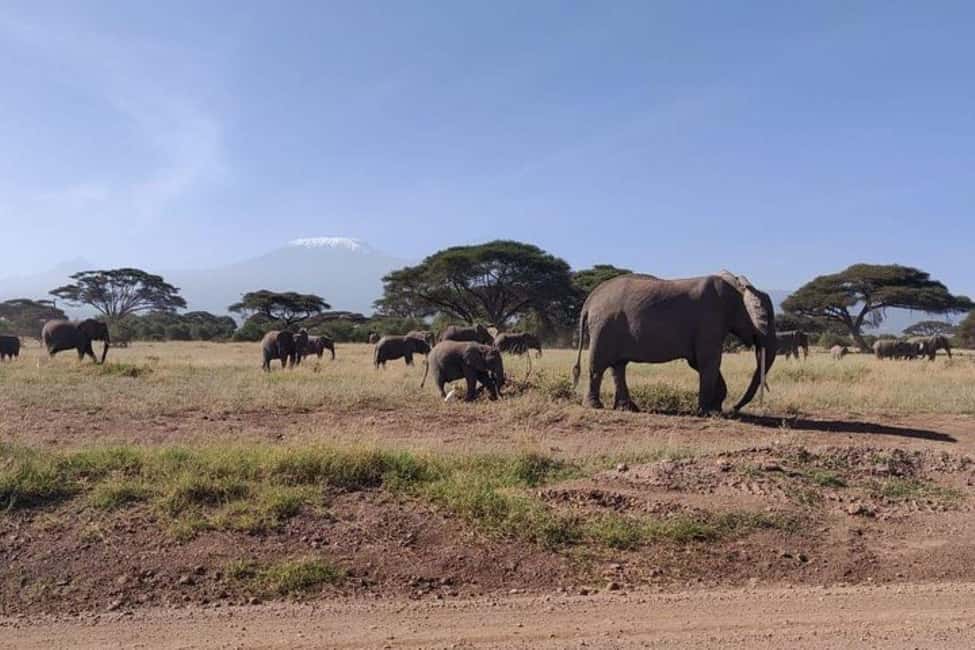 image n.5 of Nairobi: Amboseli National Park Group Day Tour activity in Central Kenya, uploaded by supplier