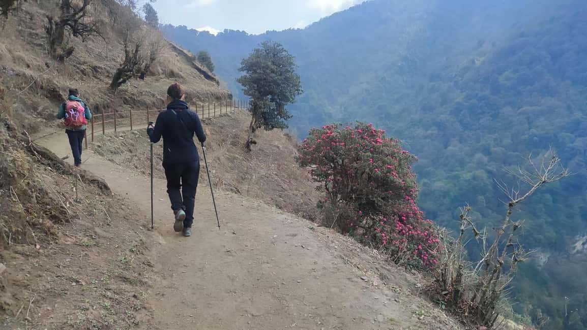 image n.15 of Ghorepani Poon Hill Trek - 4 Days (Full Package) activity in Pashchimanchal, Western Region, uploaded by supplier