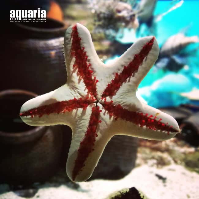 Image N°11 de Kuala Lumpur : billet d'entrée à Aquaria KLCC activité à Kuala Lumpur, publiée par le prestataire