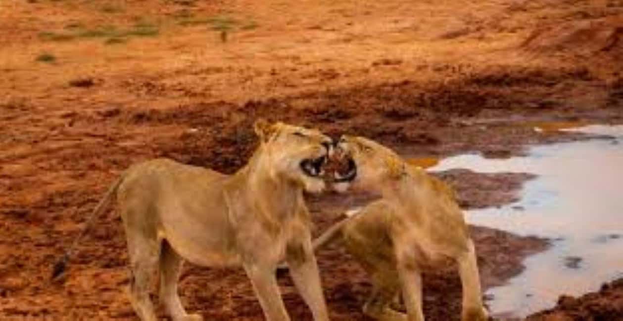 image n.95 of 2-Days Wildlife Safari to Tsavo East & Tsavo West Park activity in Coast Province, uploaded by supplier