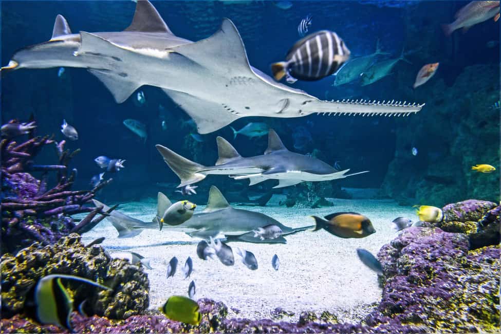image n.4 of SEA LIFE Sydney Aquarium Entry Ticket activity in Sydney, uploaded by supplier