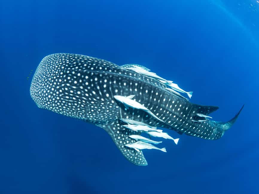 Immagine nº 3 di Muscat: Tour di snorkeling delle isole Daymaniyat attività a Oman, caricata dal fornitore