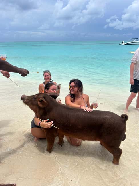 Image N°22 de Nassau : Cochons, plongée en apnée, tortues, déjeuner, club de plage privé activité à New Providence, publiée par le prestataire