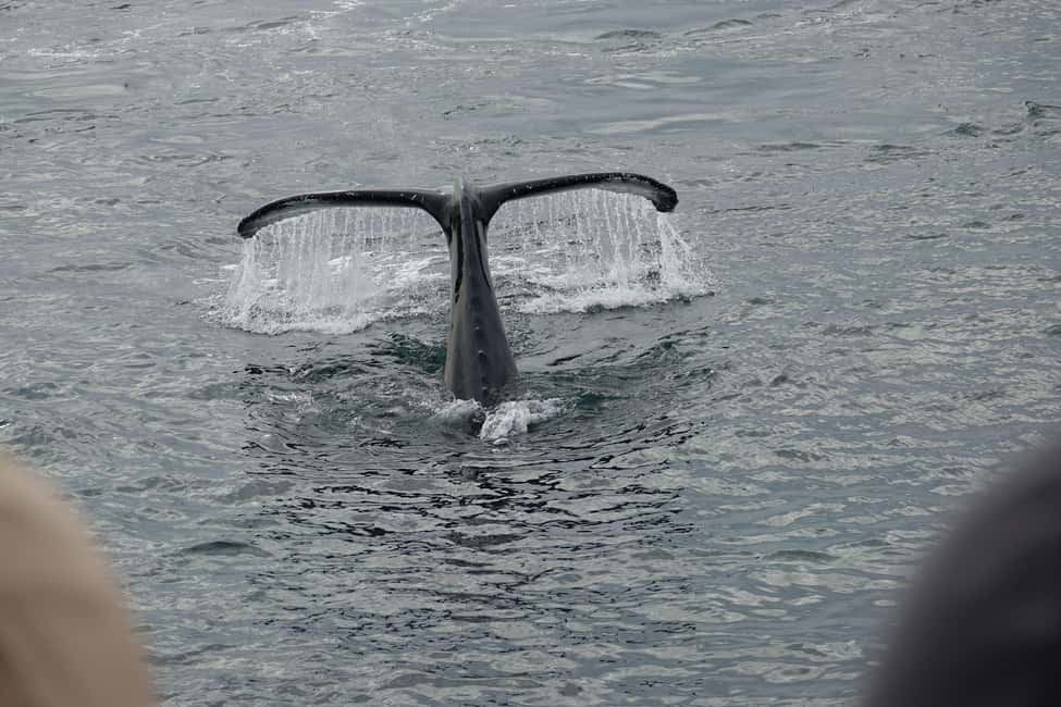 imagen n.º 3 de Reikiavik: Crucero de avistamiento de ballenas y vida marina actividad en Vesturland, subida por el proveedor