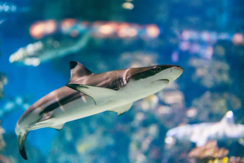 image n.3 of Barcelona: Hop-On Hop-Off Bus & Aquarium Tour activity in Barcelona, uploaded by supplier