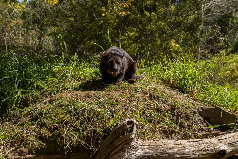 image n.30 of Hobart: Port Arthur, Richmond & Tassie Devil - Active Tour activity in Tasmania, uploaded by supplier